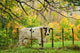 Cow and Farmland Poster Print by David Wall depicting serene rural landscape in New Zealand