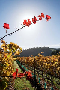 Te Kairanga Vineyard Poster Print by David Wall showcasing the beautiful landscape of Martinborough, New Zealand.