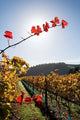 Te Kairanga Vineyard Poster Print by David Wall showcasing the beautiful landscape of Martinborough, New Zealand.