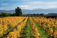 Schubert Vineyard fine art print by David Wall, showcasing Martinborough's lush vineyards.