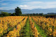 Schubert Vineyard fine art print by David Wall, showcasing Martinborough's lush vineyards.
