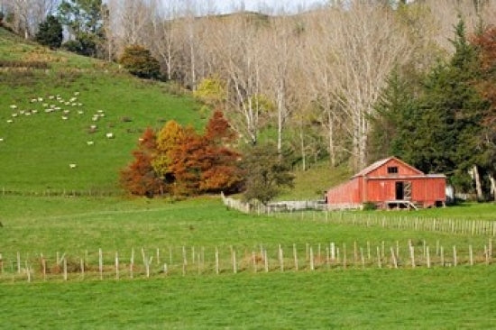 Wool Shed and Farmland Poster Print by David Wall showcasing the natural beauty of Kawhatau Valley, New Zealand.