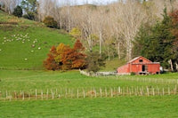 Wool Shed and Farmland Poster Print by David Wall showcasing the natural beauty of Kawhatau Valley, New Zealand.
