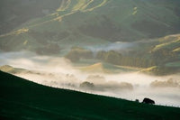 Misty Farmland near Martinborough Art Print by David Wall