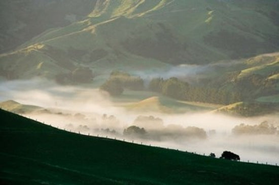 Misty Farmland near Martinborough Poster Print by David Wall showcasing tranquil rural scenery.