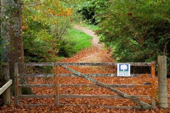Gate and Oak Leaves Fine Art Print by David Wall - Taranaki, New Zealand