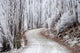 Hoar Frost and Road by Butchers Dam, South Island, New Zealand Poster Print by David Wall.