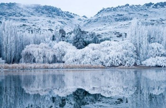 Reflections and Hoar Frost at Butchers Dam Poster Print by David Wall