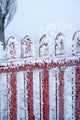 Frost on Gate Poster Print by David Wall, showcasing hoar frost in New Zealand.