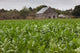 http://c328301.r1.cf1.rackcdn.com/PDDCA11WBI0343.jpg