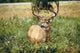 http://c328301.r1.cf1.rackcdn.com/PDDCN01PSK0000.jpg