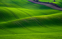Moravian wheat fields poster print by Jim Nilsen, showcasing golden wheat under a clear blue sky.