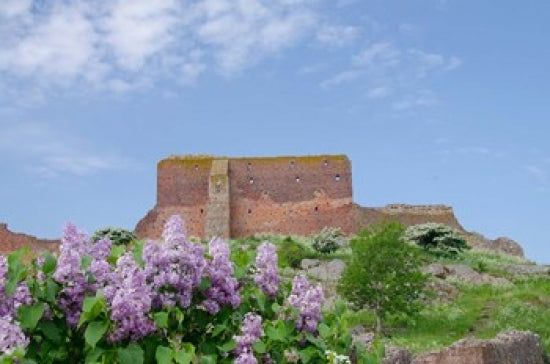 Hammershus Castle Ruins Poster Print by Cindy Miller Hopkins