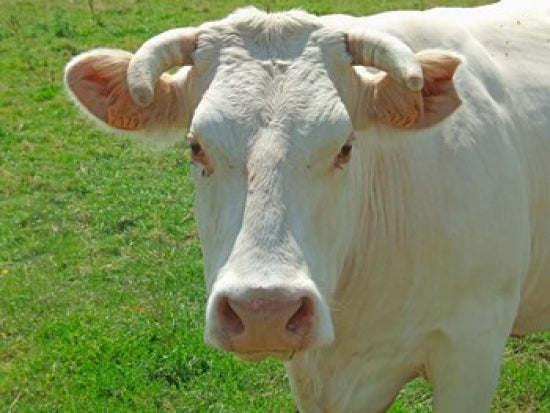 Charolais Cow Poster Print by Alex Bartel showcasing a beautiful rural scene.
