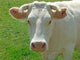 Charolais Cow Poster Print by Alex Bartel showcasing a beautiful rural scene.