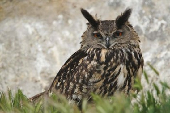 Eagle Owl Poster Print by Adam Jones featuring detailed artwork.