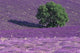Lavender Fields Poster Print by Art Wolfe showcasing vibrant purple flowers in France.
