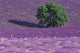 Lavender Fields, France Poster Print by Art Wolfe
