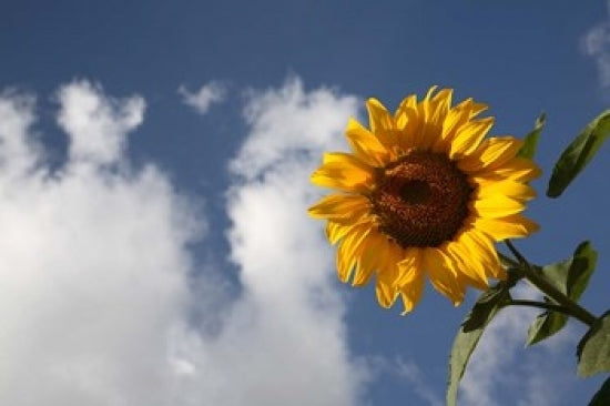 Sunflower field in Loire Valley France fine art print by Bruce Yuanyue Bi.