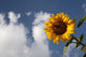 Sunflower field in Loire Valley France fine art print by Bruce Yuanyue Bi.