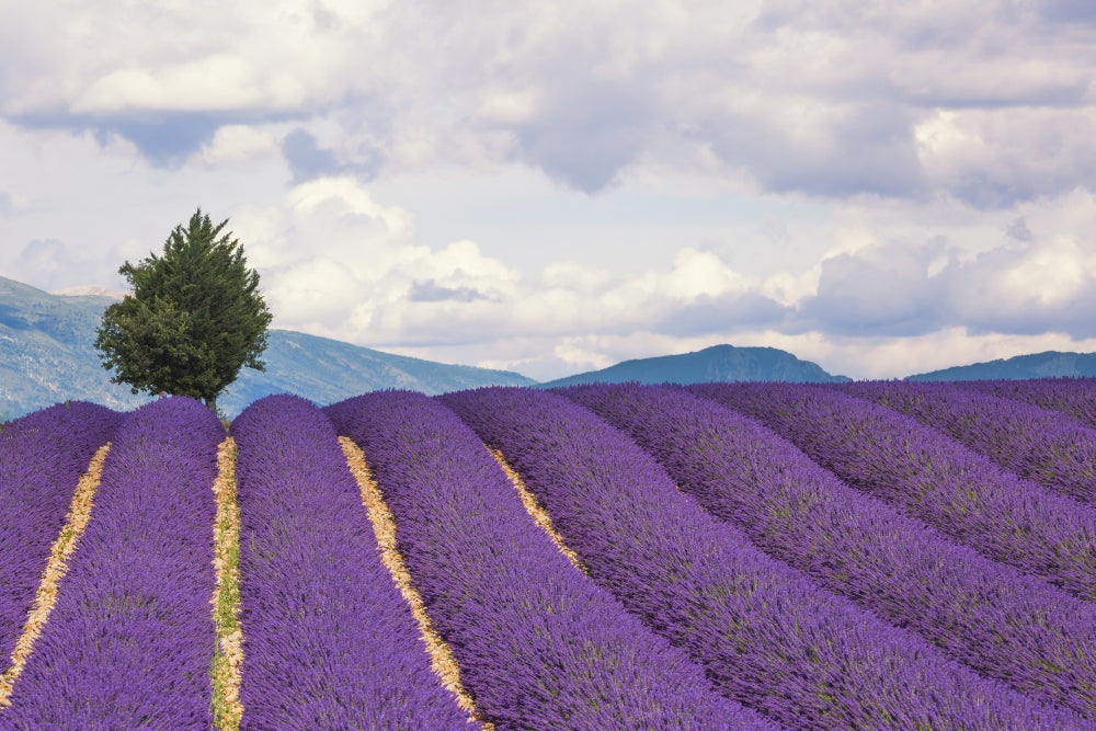 Lavender field in the Valensole Plateau poster print by Jaynes Gallery