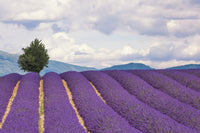 Lavender field in the Valensole Plateau poster print by Jaynes Gallery