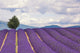 Lavender field in the Valensole Plateau poster print by Jaynes Gallery