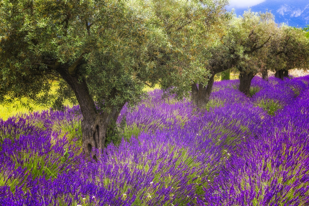 Lavender and olive trees in Provence poster print by Jaynes Gallery.