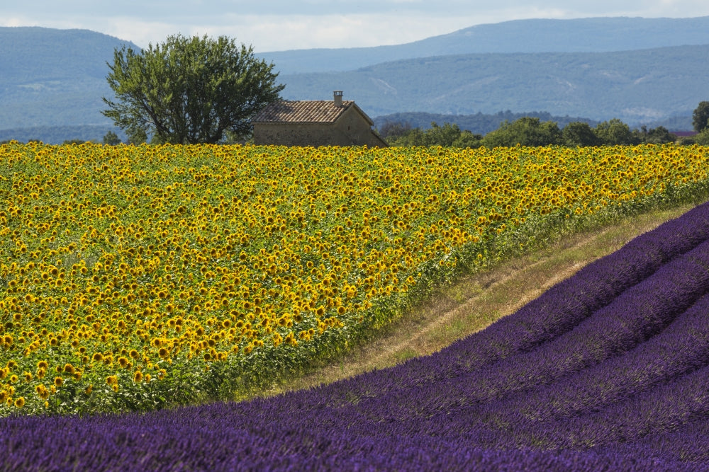 Lavender Field in the Valensole Plateau Poster Print