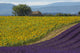 Lavender Field in the Valensole Plateau Poster Print