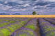 Lavender Field in Provence Poster Print featuring vibrant colors and serene landscape.