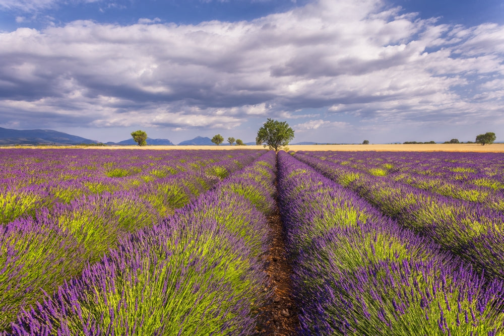 Lavender field in Provence poster print by Jaynes Gallery