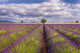 Lavender field in Provence poster print by Jaynes Gallery