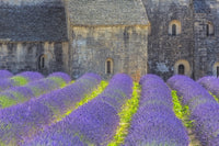 Lavender Field and Senanque Abbey Poster Print by Jaynes Gallery