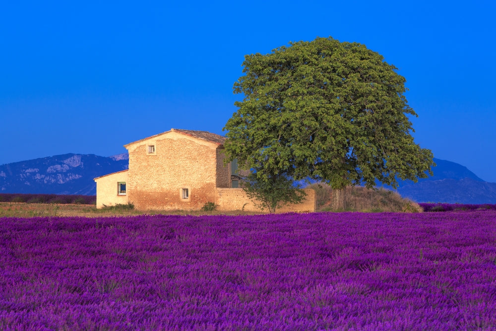 Lavender Field in the Valensole Plateau Poster Print by Jaynes Gallery