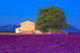 Lavender Field in the Valensole Plateau Poster Print by Jaynes Gallery