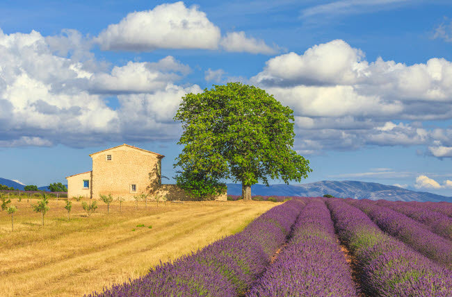 Provence Lavender Fields Poster Print by Jim Nilsen showcasing vibrant lavender rows.