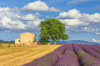 Provence Lavender Fields Poster Print by Jim Nilsen showcasing vibrant lavender rows.