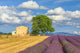 Provence Lavender Fields Poster Print by Jim Nilsen showcasing vibrant lavender rows.