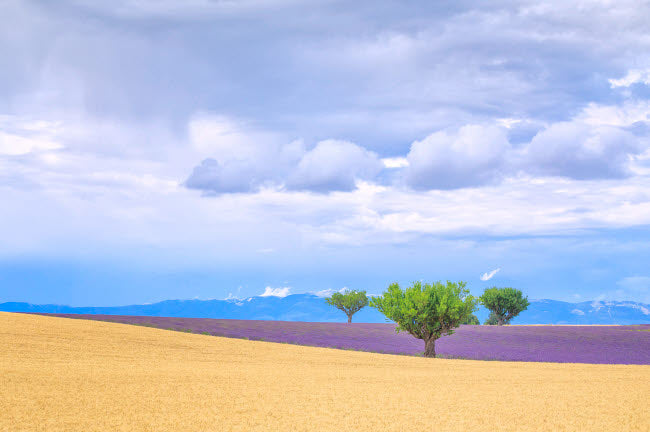 Provence Lavender and Wheat Crops Poster Print by Jim Nilsen