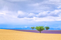 Provence Lavender and Wheat Crops Poster Print by Jim Nilsen