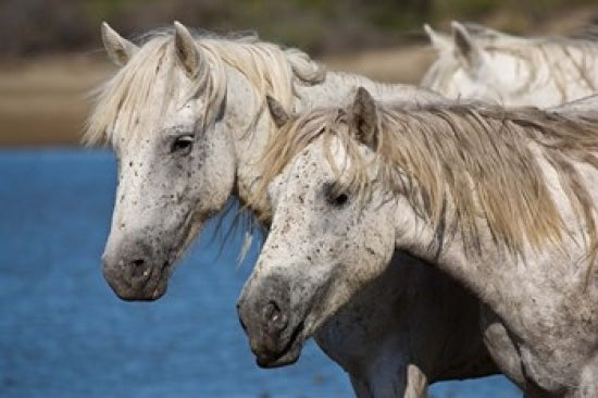 Camargue horses running through water poster print, vibrant nature artwork