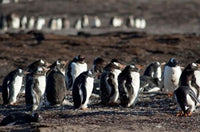 Falklands, Saunders Island Poster Print by Cindy Miller Hopkins