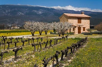 Stone House and Vineyard at Mt Ventoux art print by David Barnes
