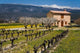 Stone House and Vineyard at Mt Ventoux art print by David Barnes