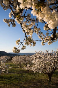 Cherry Blossoms in France Poster Print by David Barnes - Beautiful spring artwork