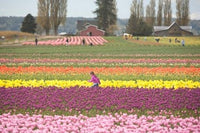 Tulip Farm Poster Print by John & Lisa Merrill showcasing vibrant tulips in Washington.
