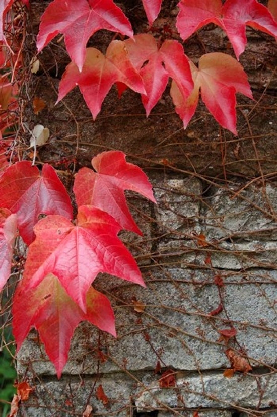 Red Ivy on Stone Wall Poster Print by Lisa S. Engelbrecht featuring vibrant ivy and stone wall design.