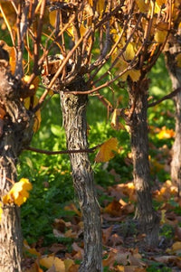 Golden Vineyard in Late Afternoon Poster Print by Per Karlsson