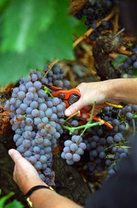 Vineyard Worker Harvesting Grenache Noir Grapes Poster Print